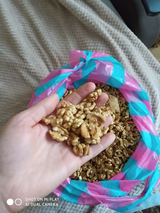 Горіхи волоські 2025