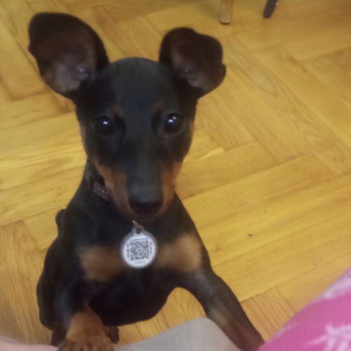 Чистокровні цвергпінчери(карликові піечери), можлива доставка.