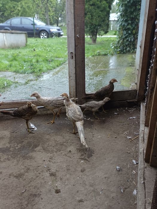 Bażanty złote czerwone i bananowe