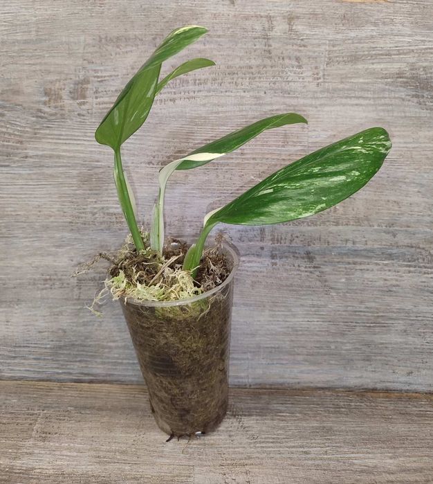 Monstera Standleyana yellow variegated