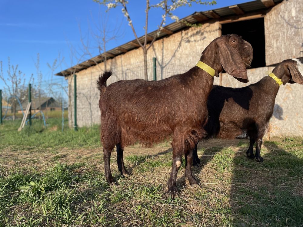 В продажі кози й козлики Дамаська Шамі Дамасская Шами