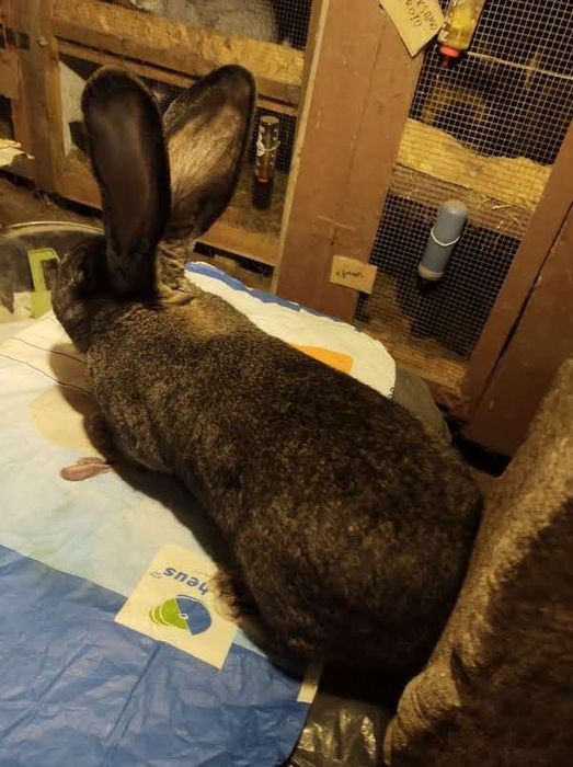 Olbrzym belgijski ZELAZISTY