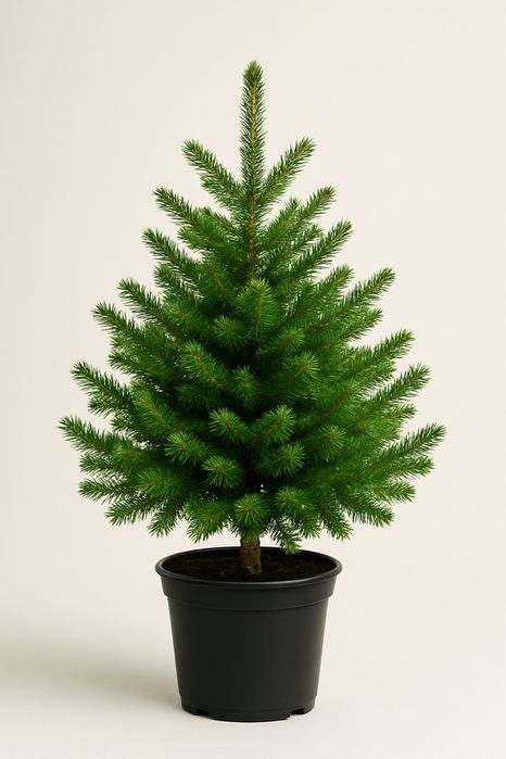 Doniczka plastikowa 16l pod choinkę wiaderko mocne 16 - 10 szt.