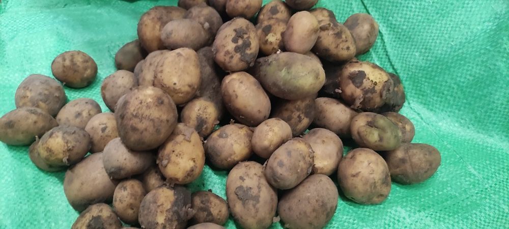 Ziemniaki odpad od jadalnych 20gr/kg