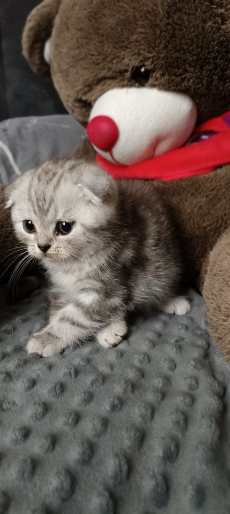 Котята шотладнцы, последний мальчик
