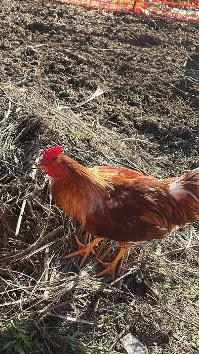 Galo Brahma e também galo da raça das galinhas poedeiras