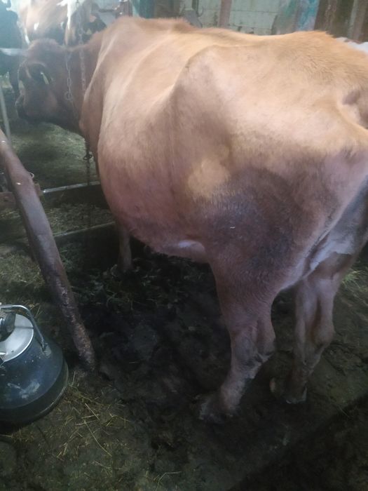 Krowa czerwona z własnego gospodarstwa