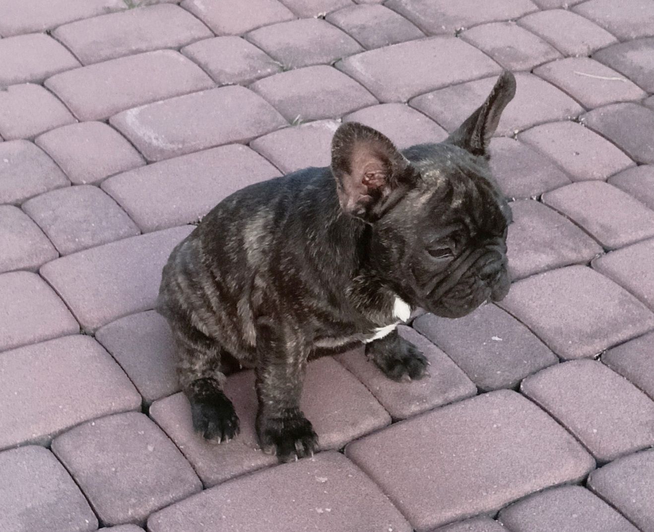 Buldog francuski