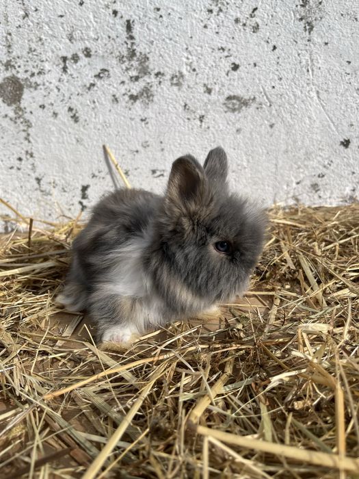 Coelhos anoes lindos.