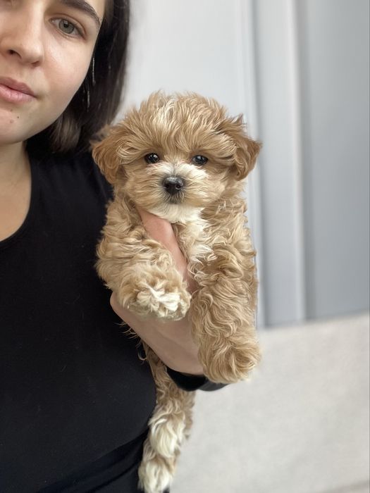 Дуже крихітна дівчинка мальтіпу міні ф1