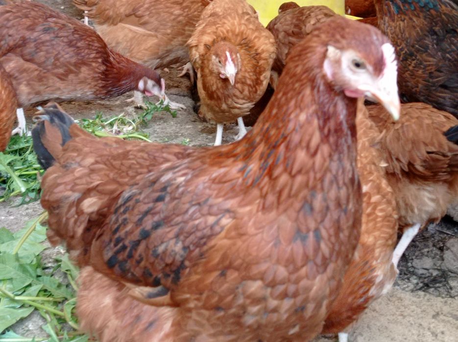 Kurki nioski młode kokoszki na jajko Rossa leghorn zielononóżki