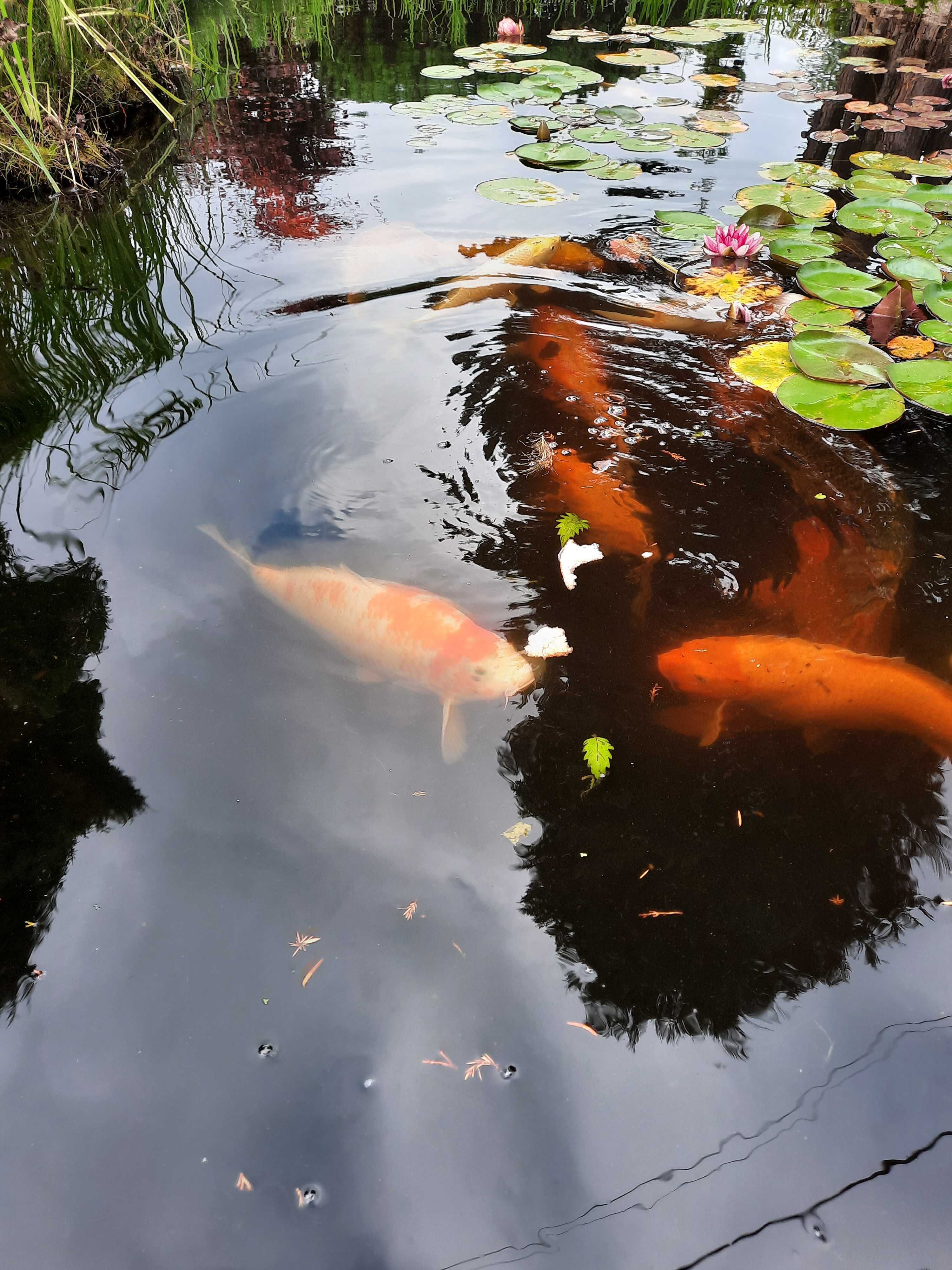 Karpie koi 50 cm