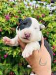 Menino border collie pandinha