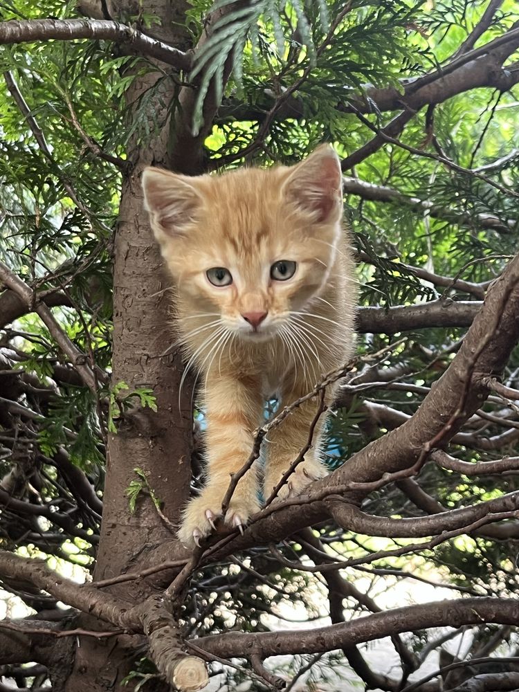 kotki do adopcji
