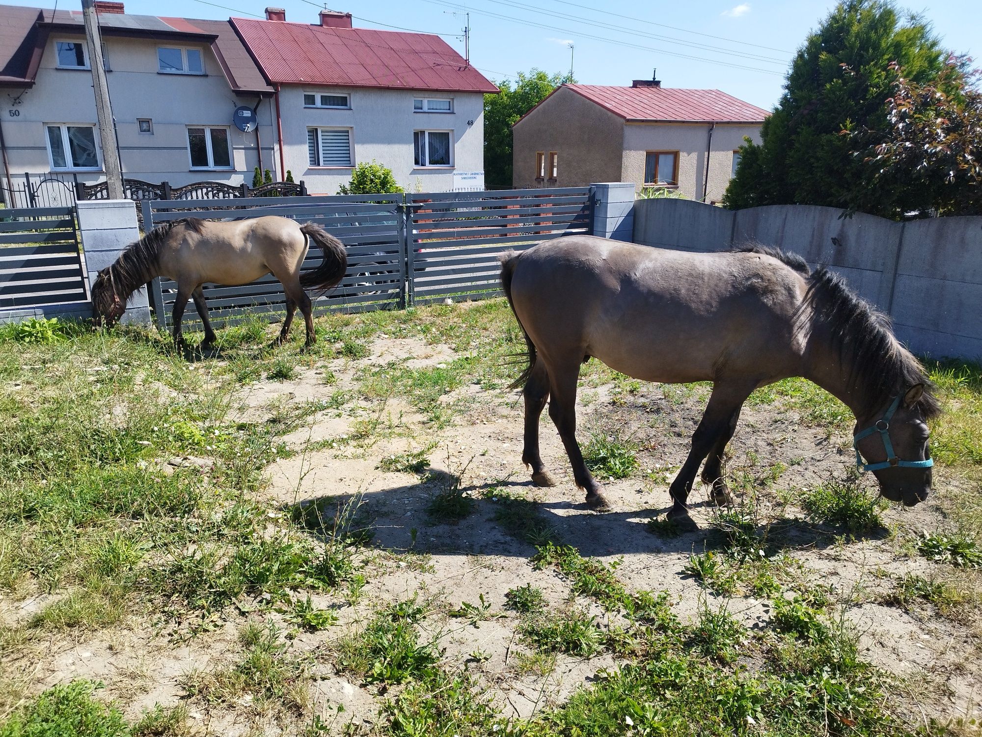 Konik Polski super cena