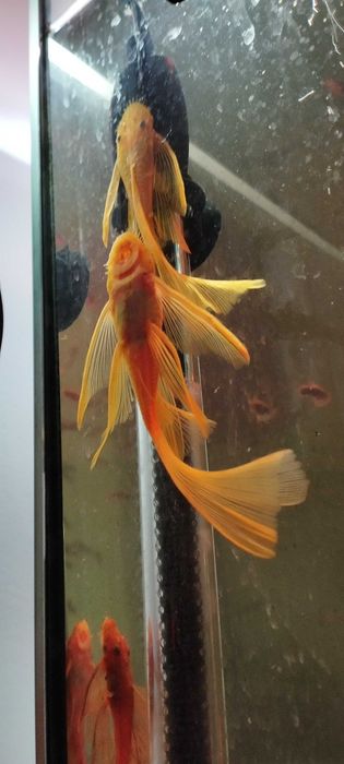 Glonojady żółte lemony weloniaste