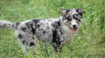 Border Collie suczka blue merle trikolor, 14 tyg