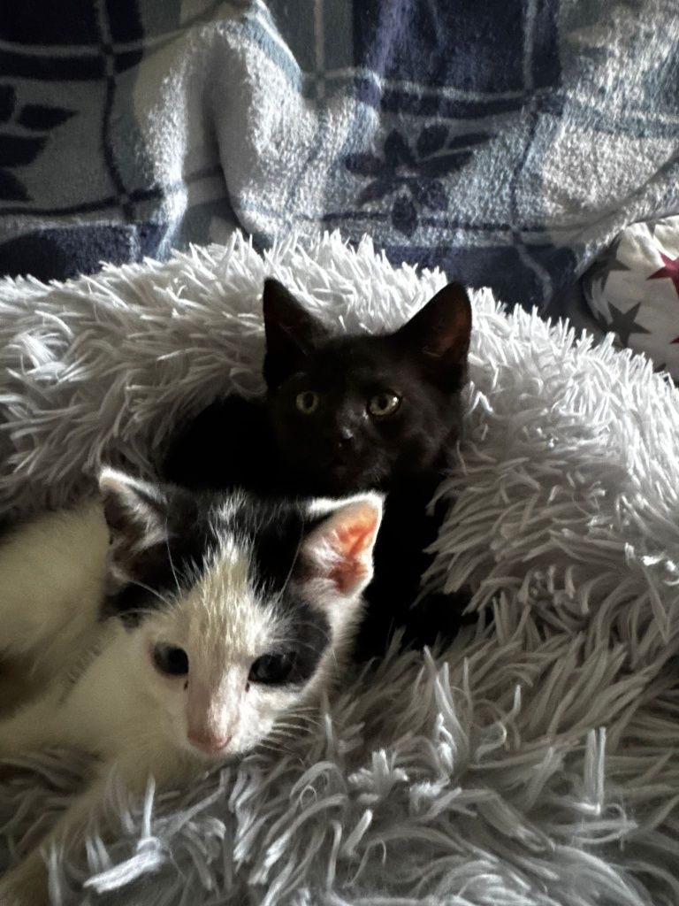 Malutkie kotki do adopcji