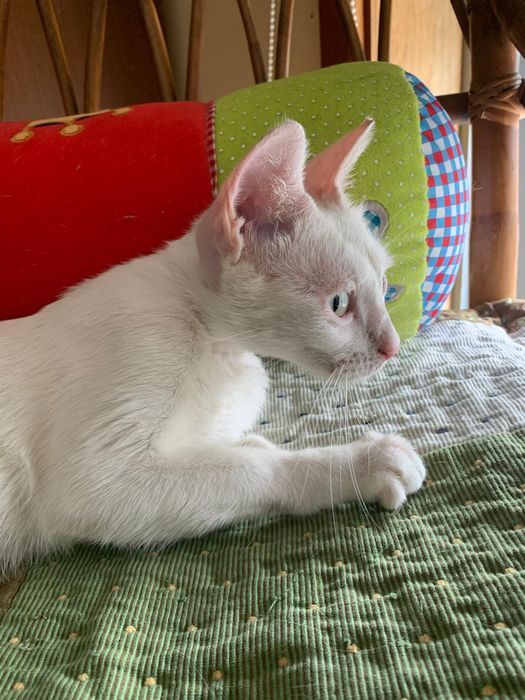 Doda-se gata esterilizada