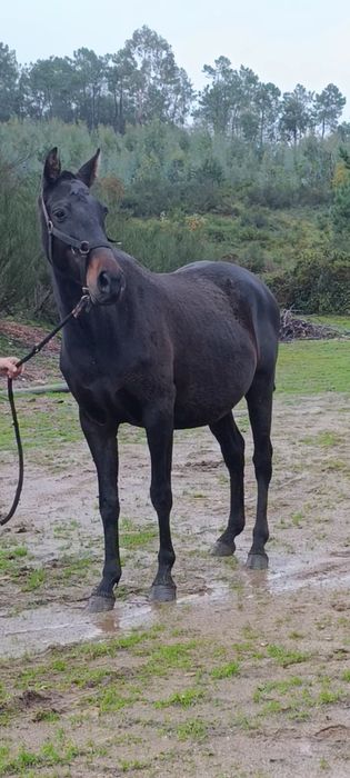 Para venda égua psl