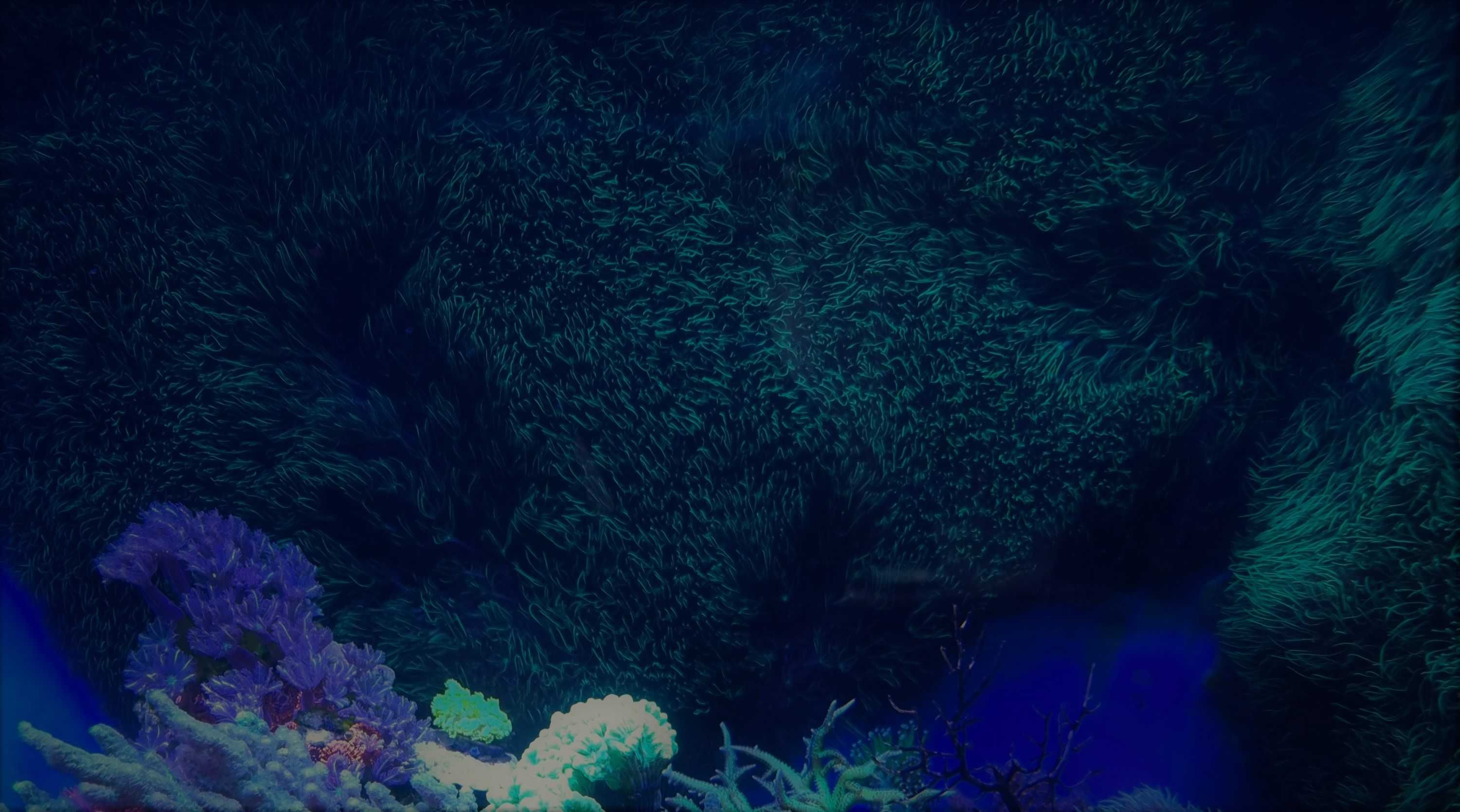 Koralowiec Briareum, szczepki.
