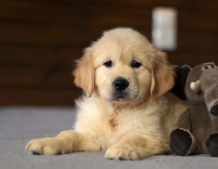 Золотистий ретривер