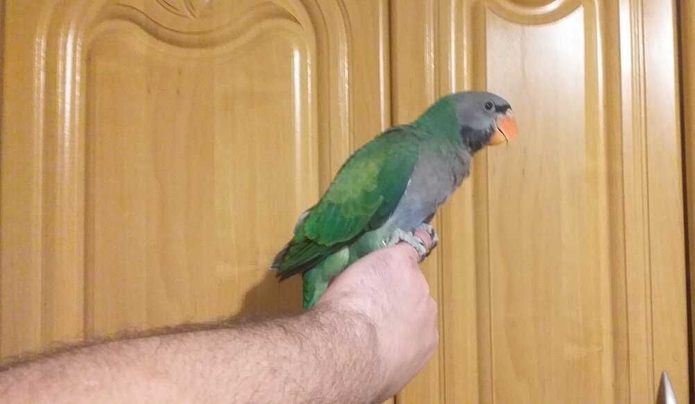 Китайский кольчатый попугайчик мальчик