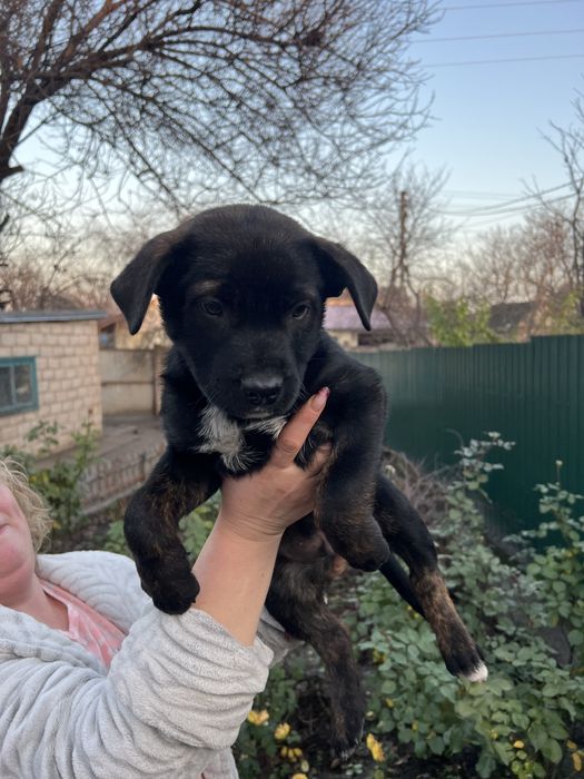 Віддаємо щенят хлопчиків