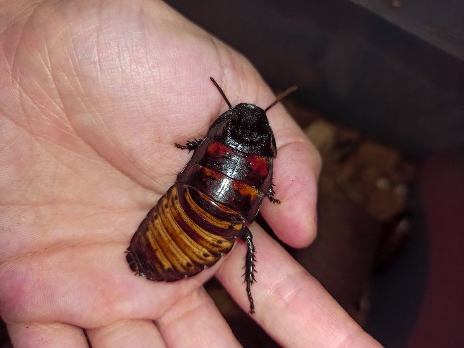 Karaczan madagaskarski x10 miks wielkości