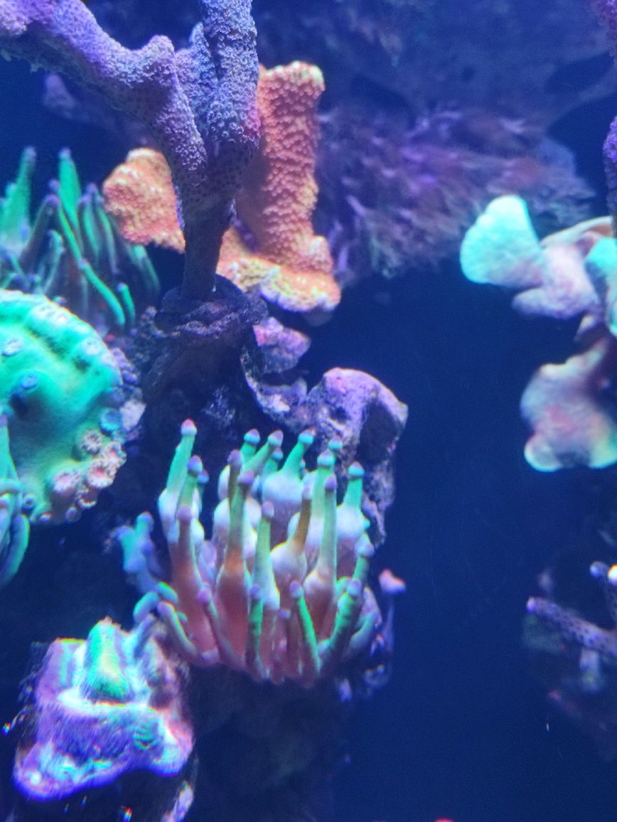 Koralowiec morski cribrinopsis crassa