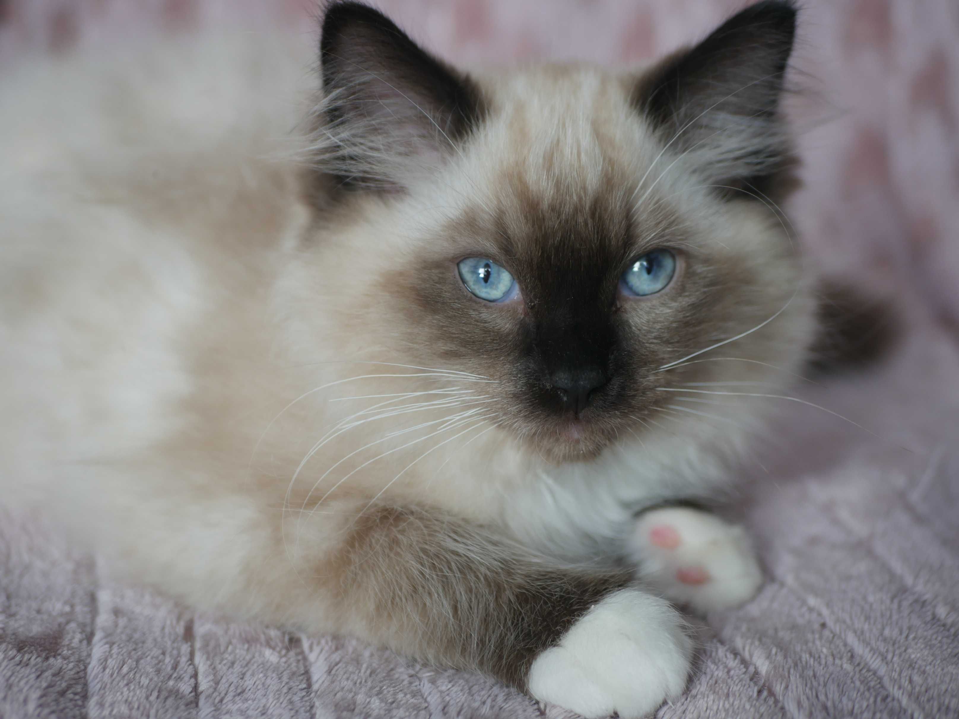 Ragdoll kocurek, rasowy rodowodowy, FPL,FIFE