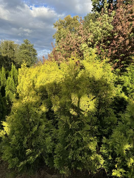 Tuja SUNKIST 200-300cm