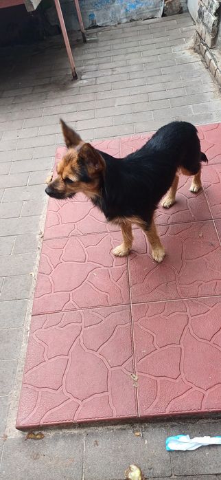 Декоративна міні дівчинка 5 кг