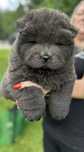 Chow Chow piekny piesek z genem niebieskim !