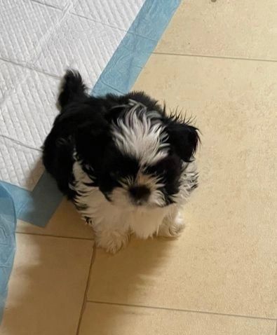 Shih tzu MINI Rodowód microchip wyprawka