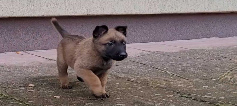 Owczarek Belgijski Malinois szczeniak piesek