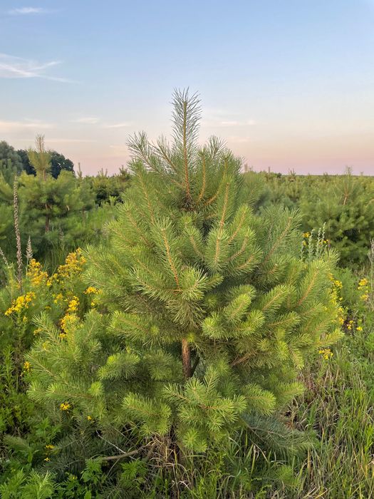 Продам сосны новогодние, сосна новорічна