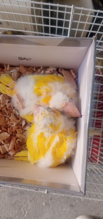 Cedem se agapornis e caturras