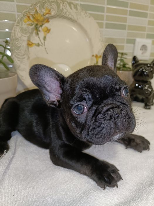 Bulldog Exotico de cor preto pelo lustroso