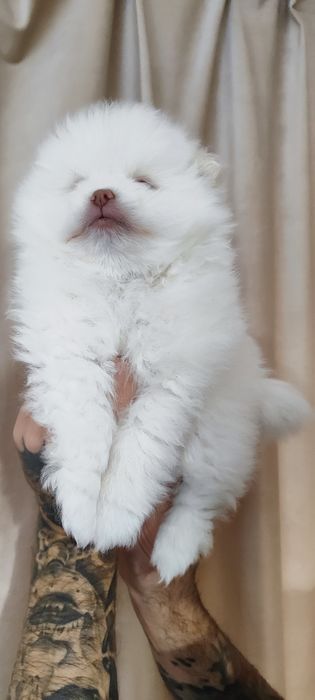 Померанський шпіц