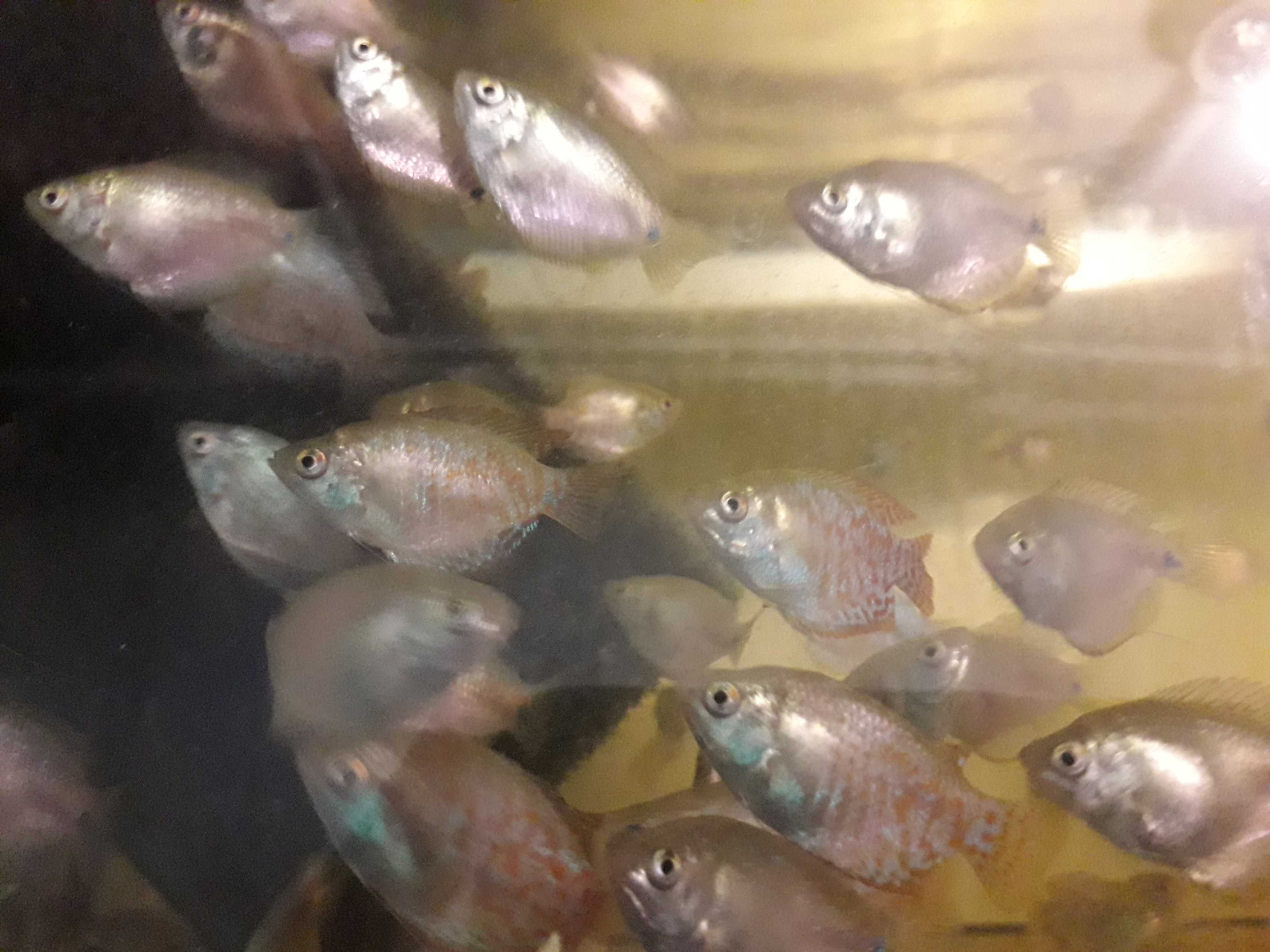 Ramireza, Kirys panda, Kosiarka,Zbrojniki weloniasty