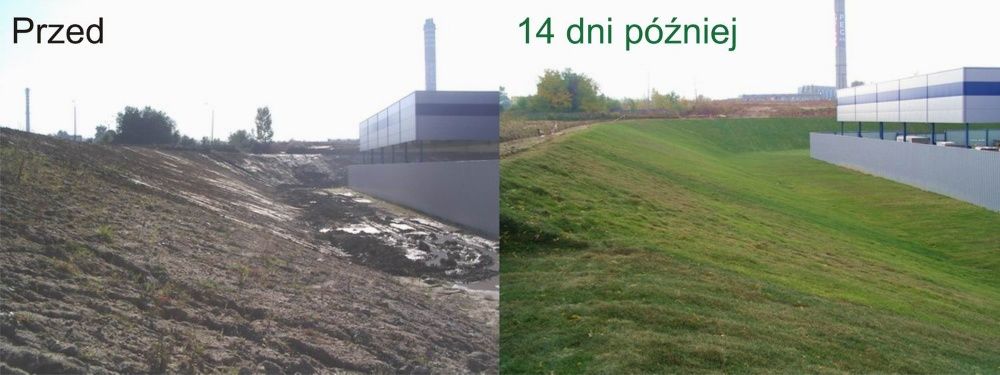 Trawa z rolki trawnik w rolkach trawniki. Wysoka jakość! Od 1999 roku