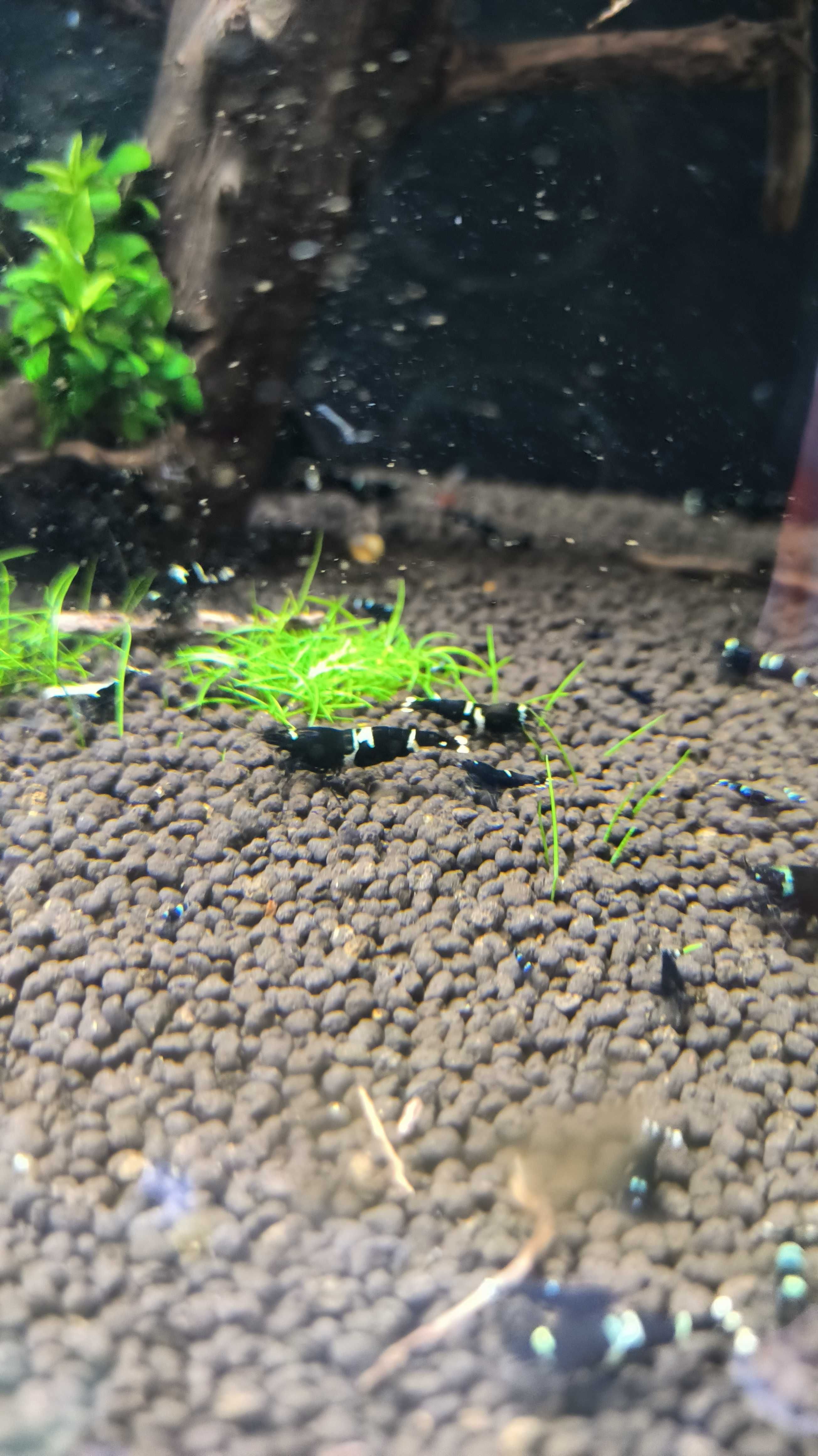 Krewetki Caridina Taiwan Bee Panda