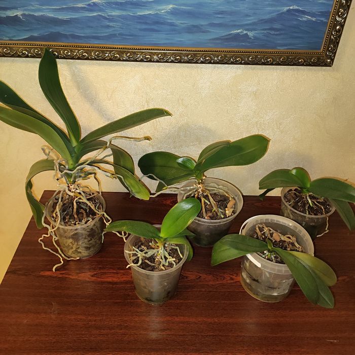 Маленька орхідея