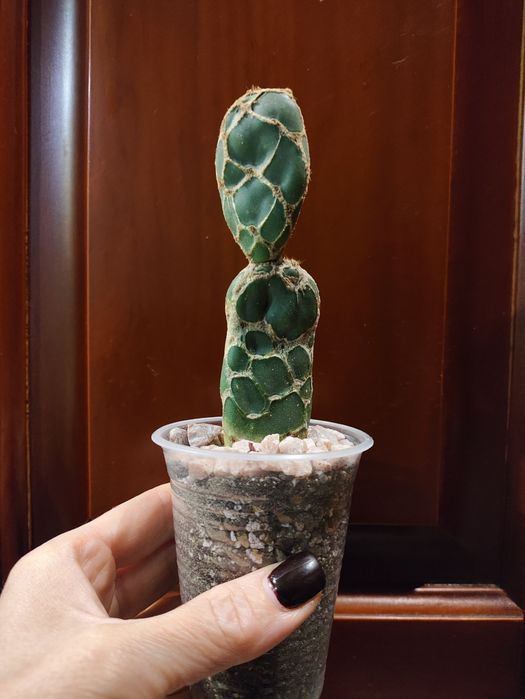 Опунція ретікулата Кобра