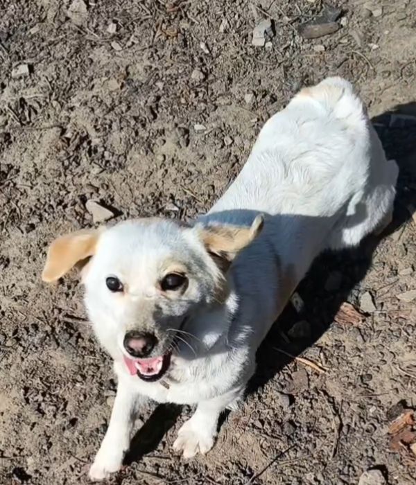 Suczka do oddania za darmo