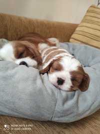 Продаю цуценят  cavalier king charles spaniel