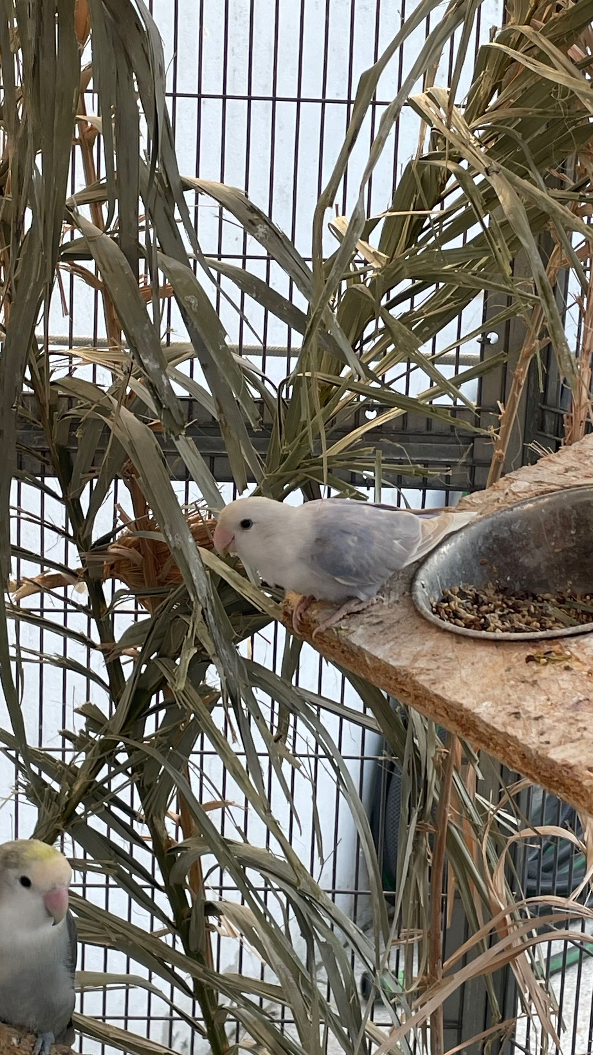 Agapornis roseicollis fêmea sexada
