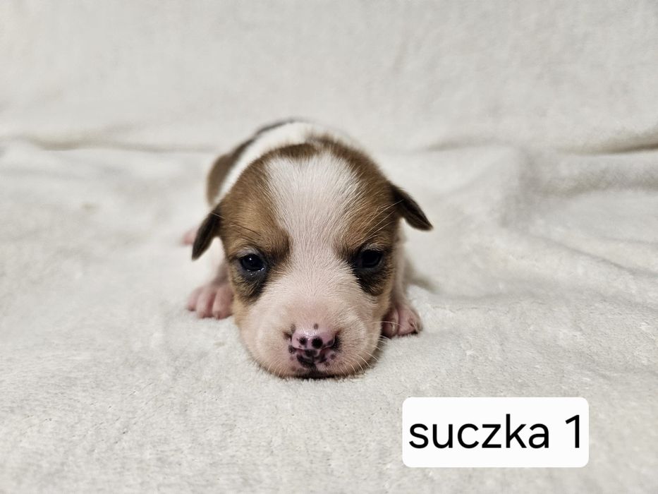 Suczka Jakck Russell Terrier