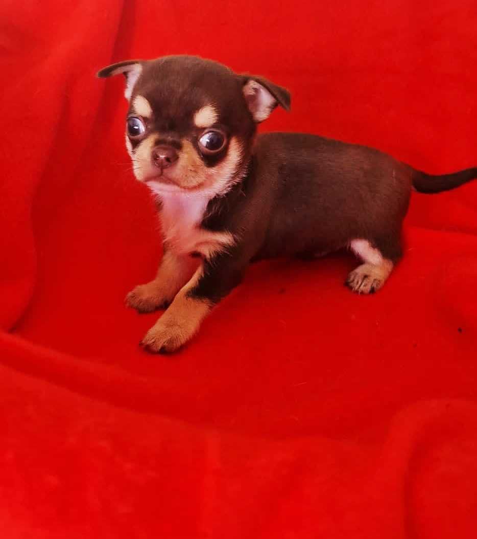 Chihuahua Macho cor Choco Tan